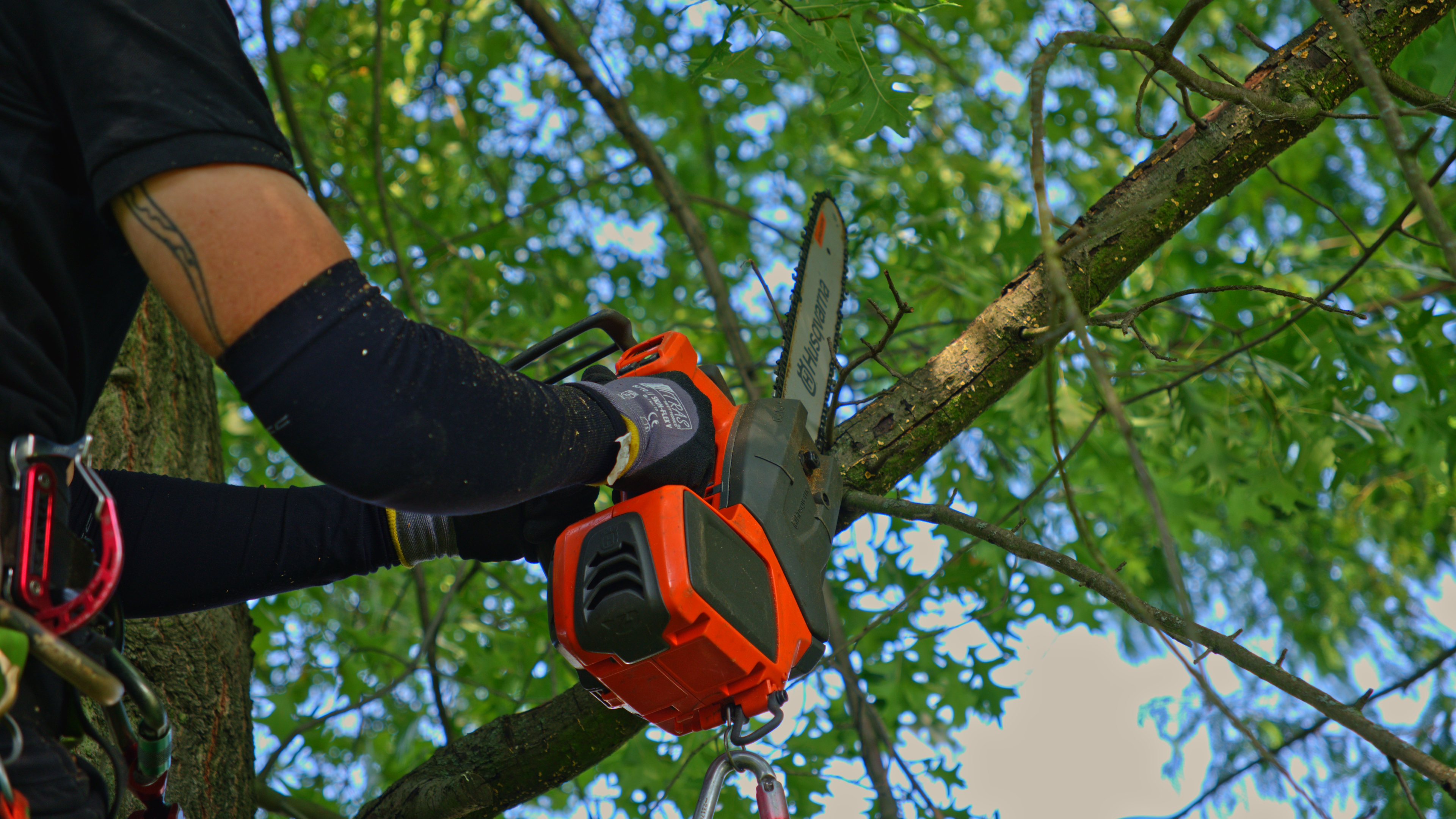 Baumkletterer schneidet Ast mit Klettersäge bei Baumpflege in Köln