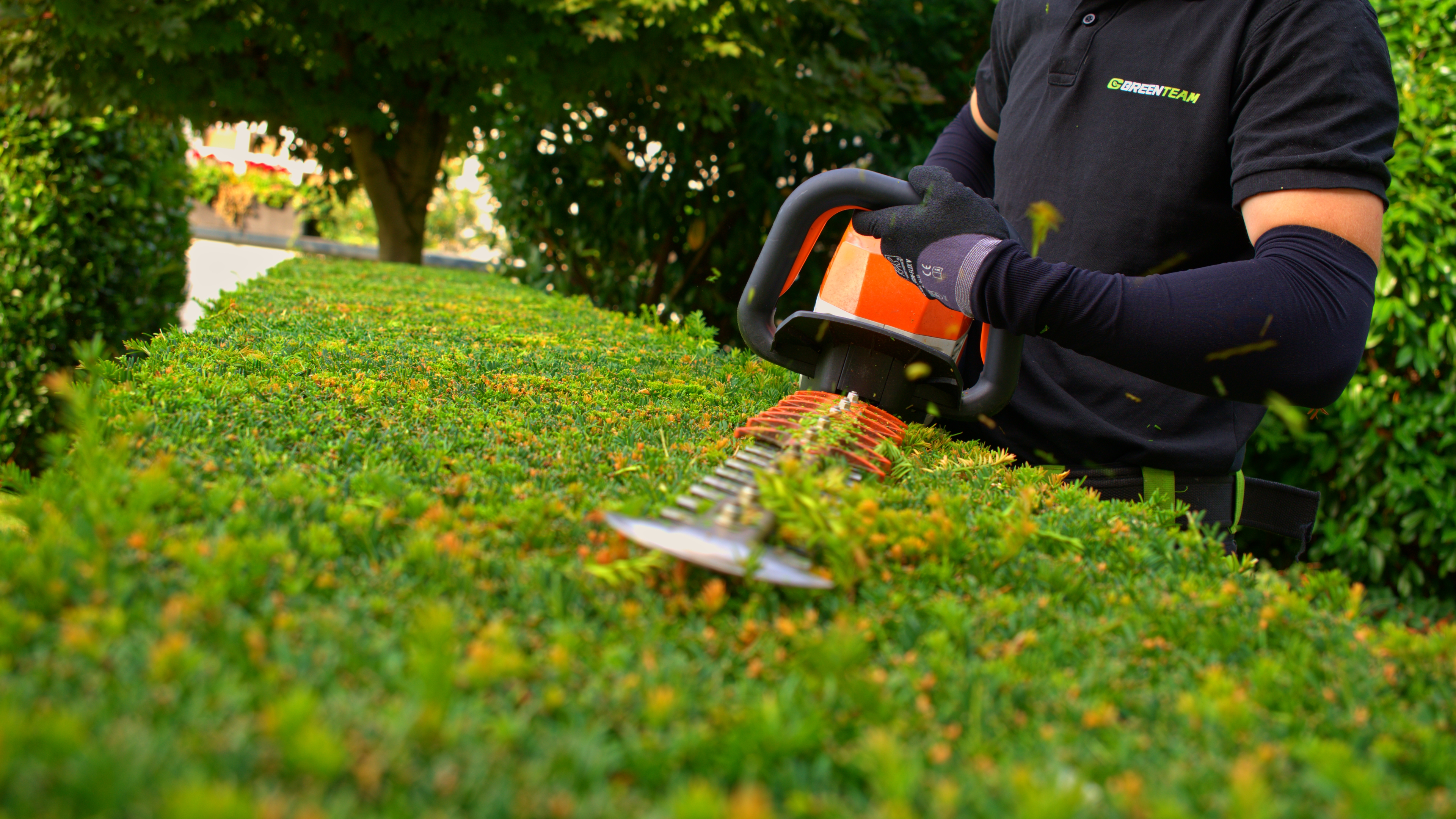 Nahaufnahme beim professionellen Heckenschnitt durch GreenTeam