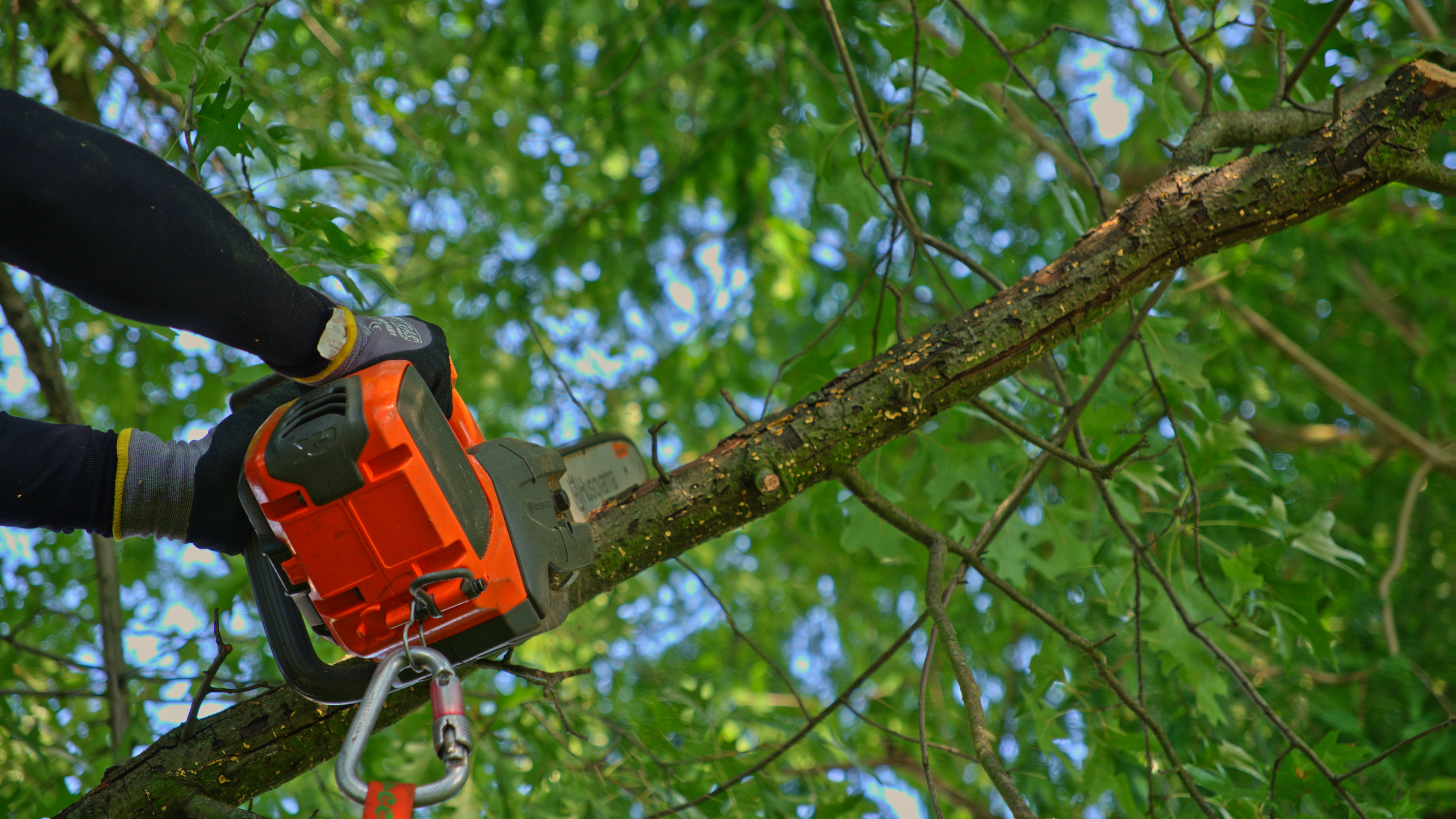 GreenTeam Baumkletterer schneidet Ast mit Motorsäge bei Baumpflege in Siegburg