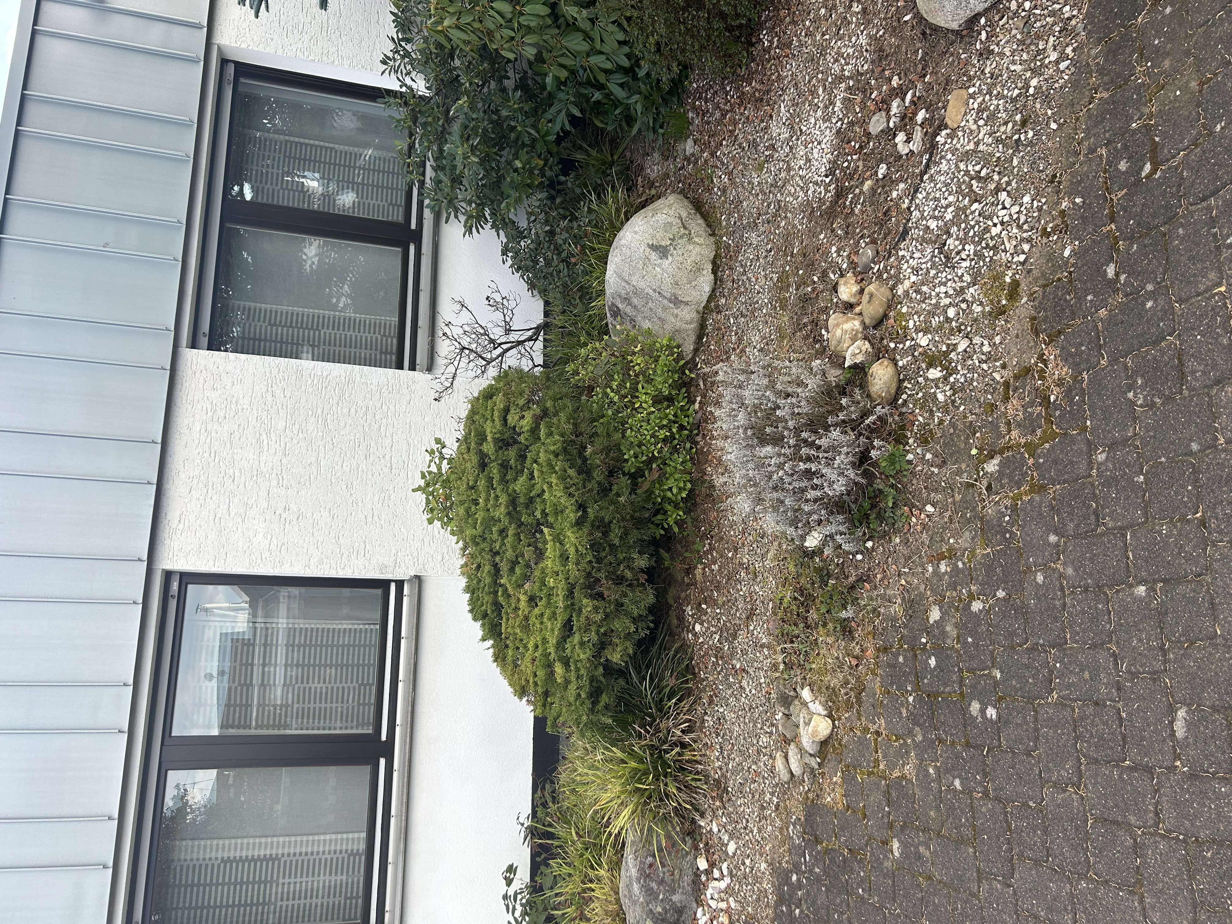 Vorgarten vor der Umgestaltung &ndash; zugewachsen mit kaum sichtbaren Steinen