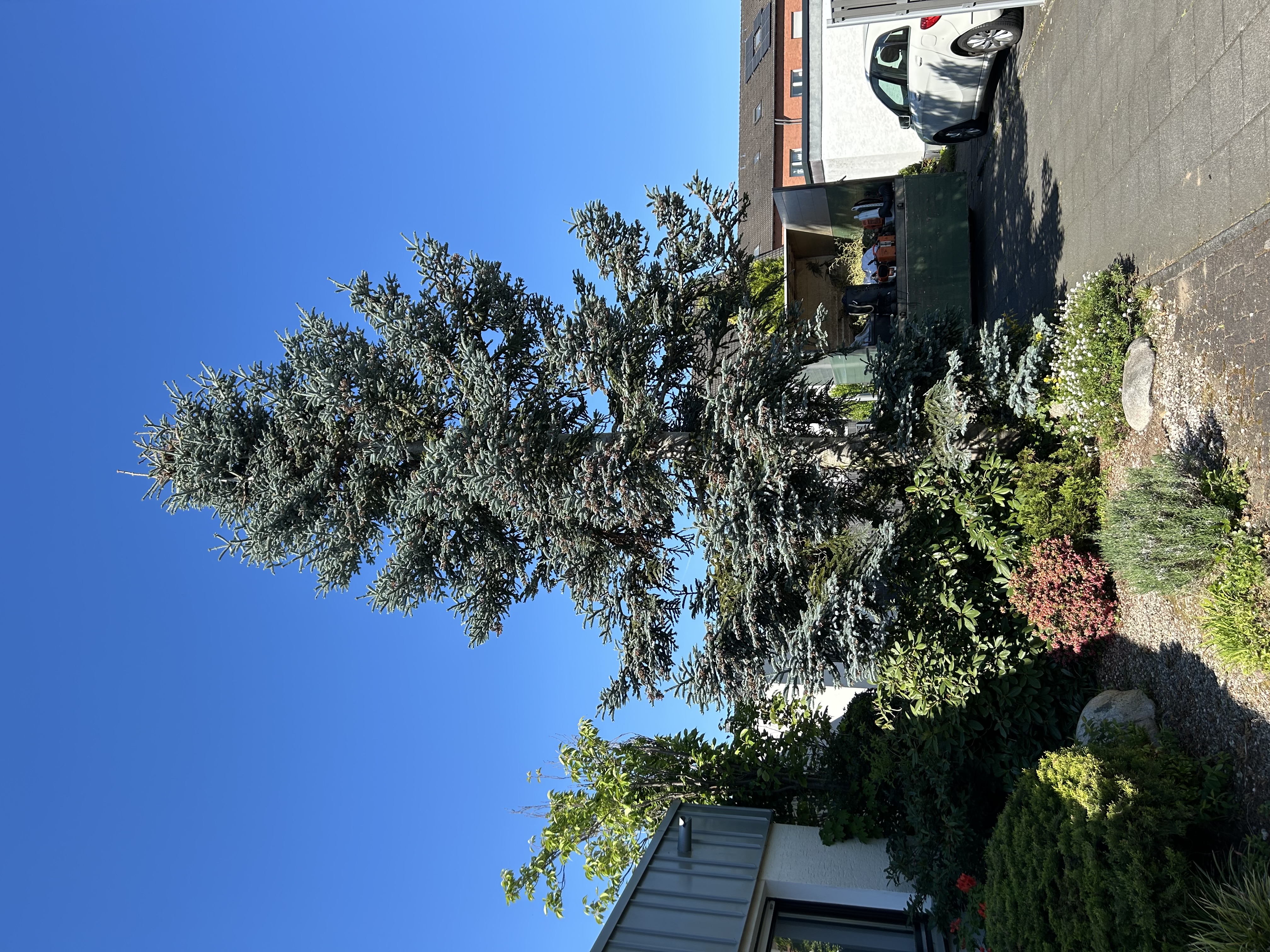 Zugewachsener Vorgarten vor der Umgestaltung mit gro&szlig;er Tanne