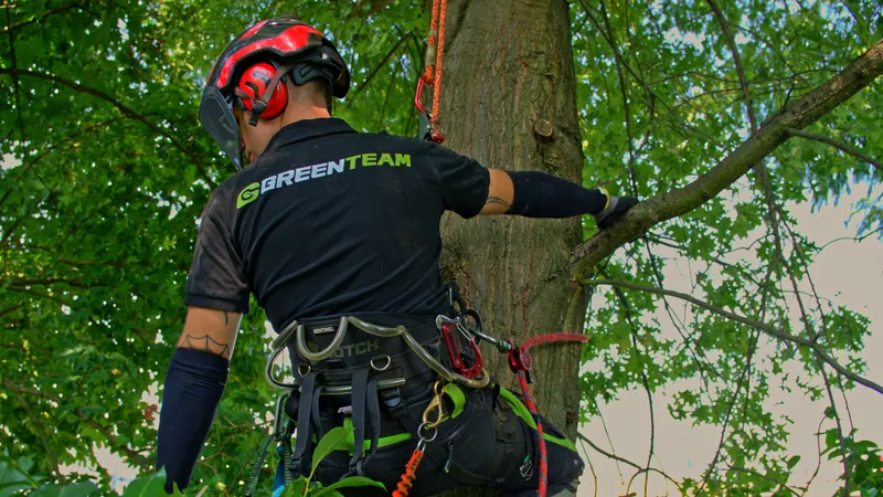 Baumkletterer bei Baumfällung in Köln, GreenTeam