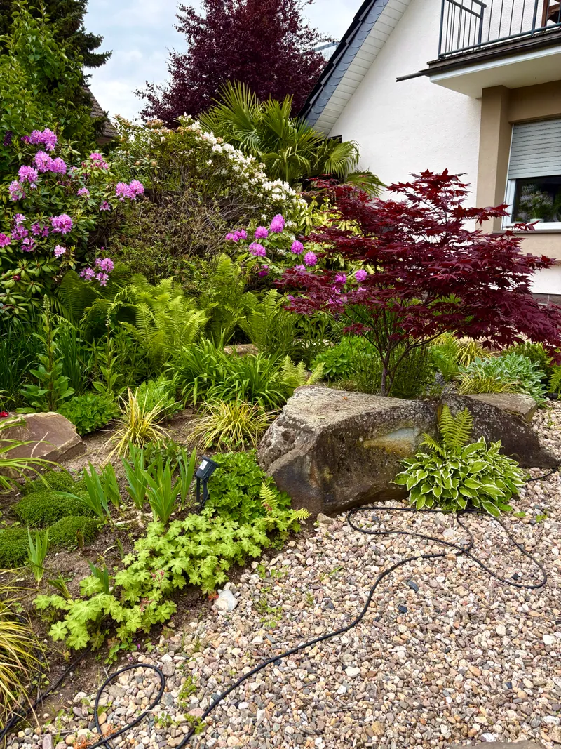 Vorgarten in Köln nach Neuanlage mit Rhododendron, japanischem Ahorn und Findlingen, GreenTeam