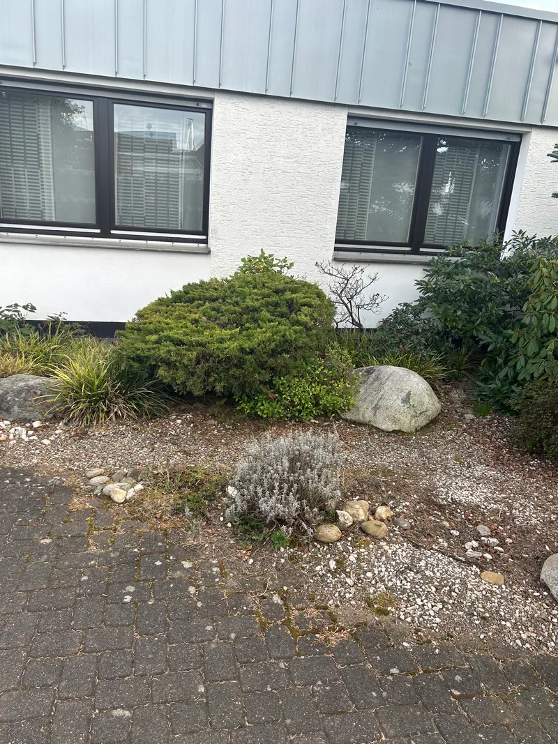 Vorgarten vor der Umgestaltung, zugewachsen mit kaum sichtbaren Steinen
